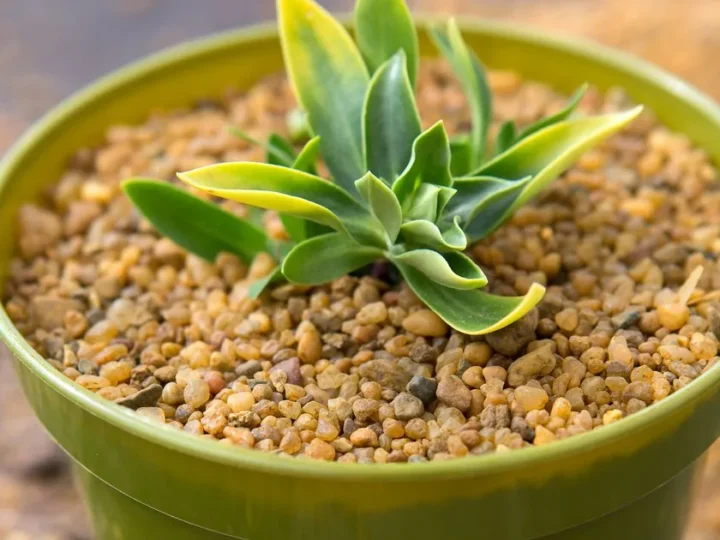 Alpine Plants: Your Guide to High-Altitude Garden Stars