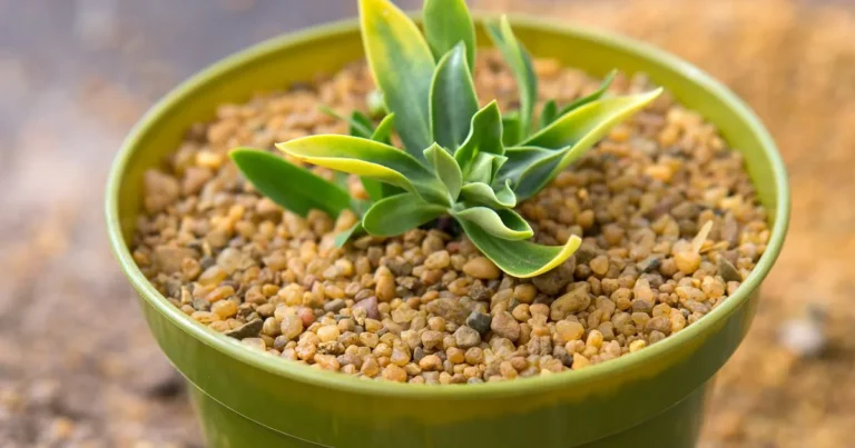 Alpine Plants: Your Guide to High-Altitude Garden Stars