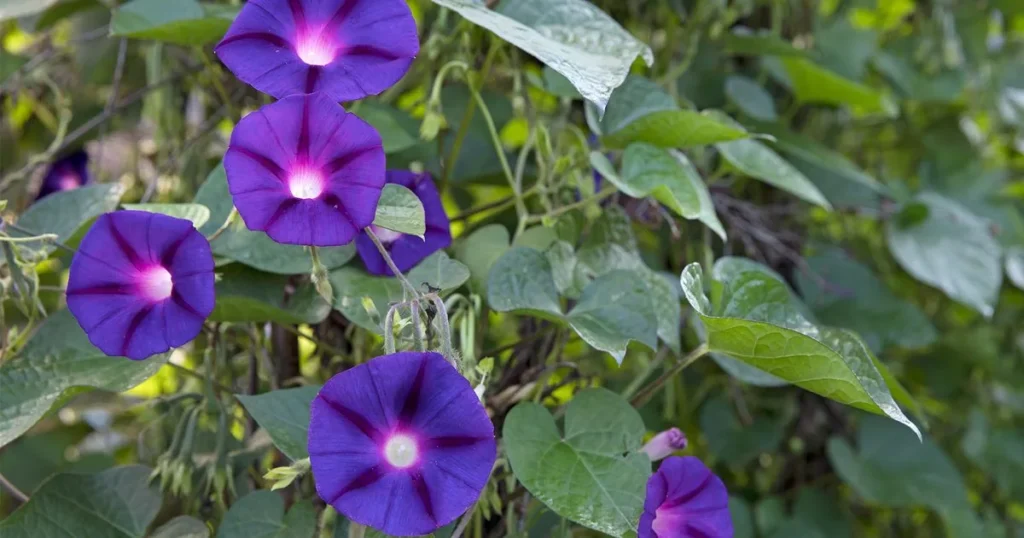 Easy Annual Flowers for Your Backyard Garden