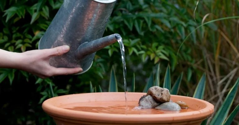 Make Birds Choose Your Garden: Simple Water Features