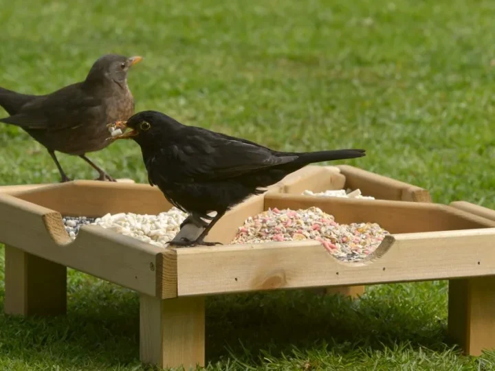 Should You Stop Feeding Birds in Summer?