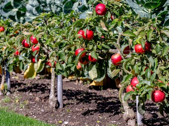 How to Grow Backyard Fruits: A Beginner’s Guide