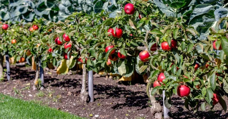 How to Grow Backyard Fruits: A Beginner’s Guide