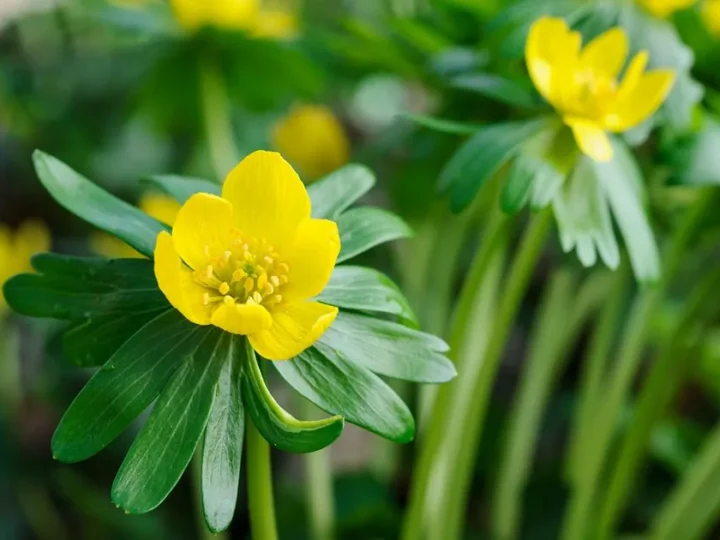 Why Are My Pansies Dying? A Gardener’s Guide to Troubleshooting