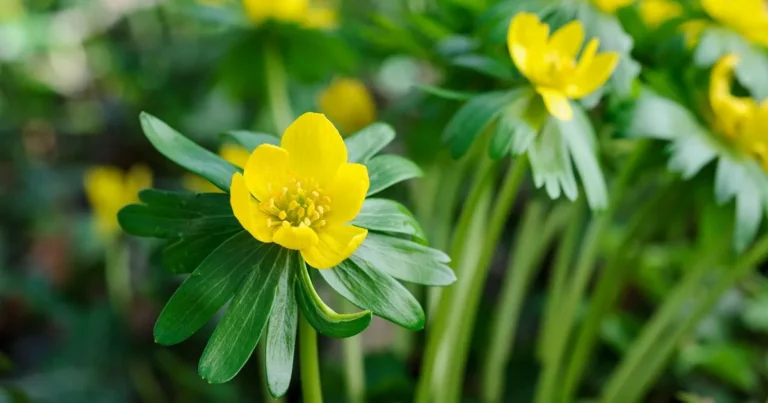 Why Are My Pansies Dying? A Gardener’s Guide to Troubleshooting
