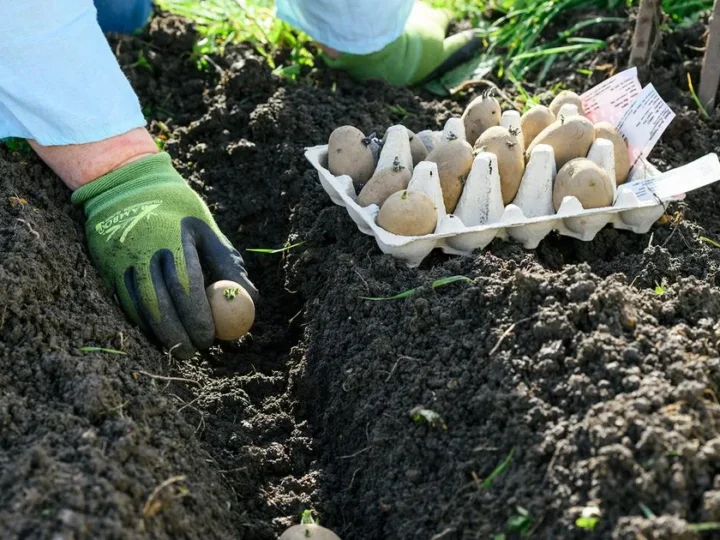 Should You Plant Potatoes After a Wet Winter? Wait and See!