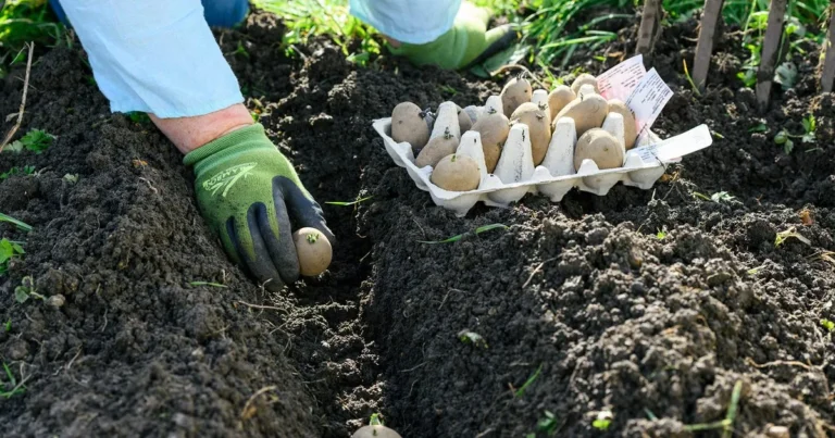 Should You Plant Potatoes After a Wet Winter? Wait and See!