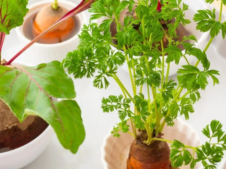 Regrow Vegetables From Kitchen Scraps: A Simple Guide