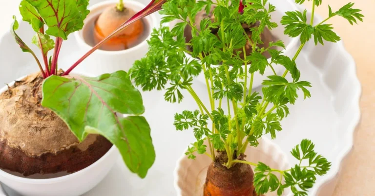 Regrow Vegetables From Kitchen Scraps: A Simple Guide