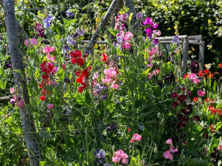 When to Sow Sweet Peas for the Best Blooms