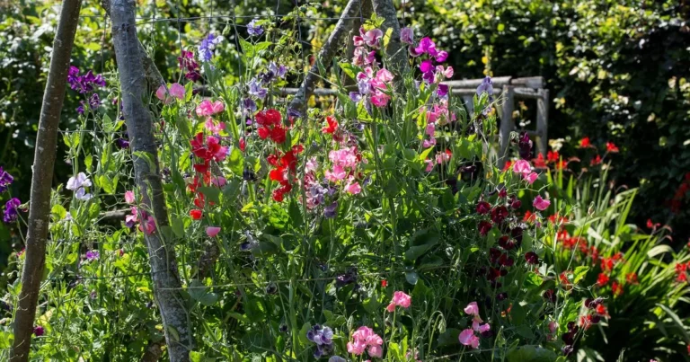 When to Sow Sweet Peas for the Best Blooms