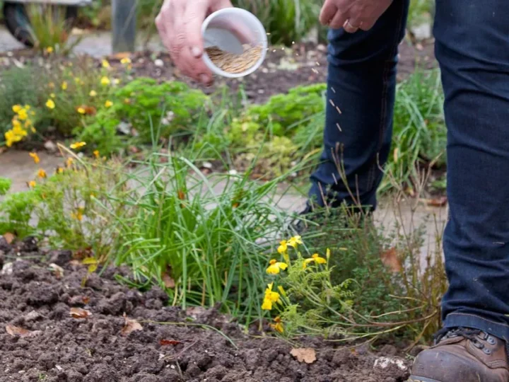 Safe Winter Soil Care: Proven Backyard Tips