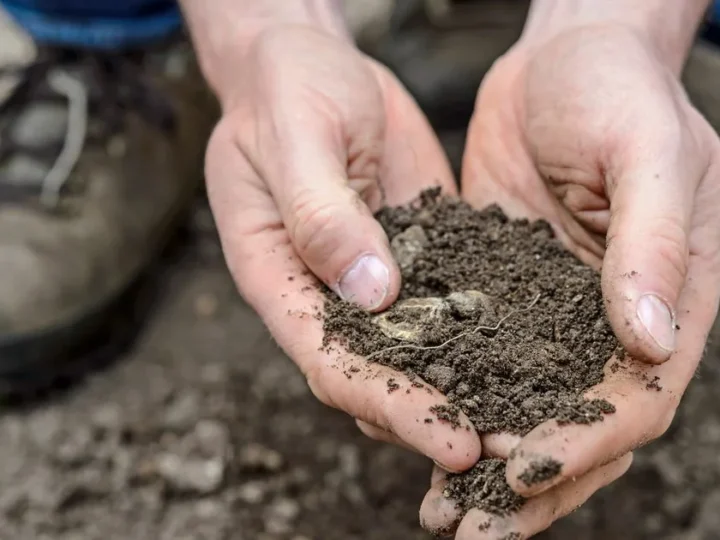 What is World Soil Day and Why It Matters to Your Garden